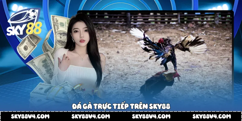 Đá gà trực tiếp trên Sky88